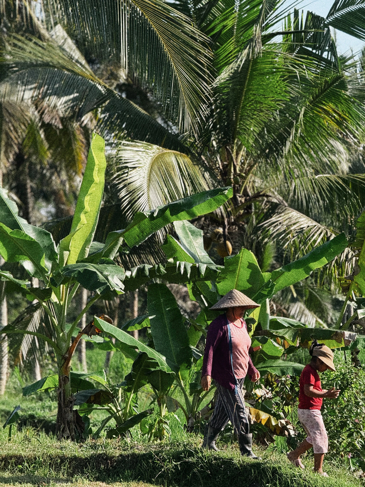 Dwie osoby wśród palm i bananowców na skraju pola.